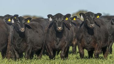 INTA presentó resultados de un estudio sobre cría bovina de la Cuenca del Salado.
