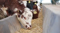 Durante 2025, el mercado argentino de nutrición animal movilizó alrededor de 35,1 millones de toneladas. Durante 2025, el mercado argentino de nutrición animal movilizó alrededor de 35,1 millones de toneladas.
