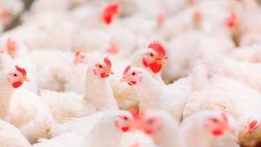 Ahora resta que Senasa resuelva la reapertura de las exportaciones a China.