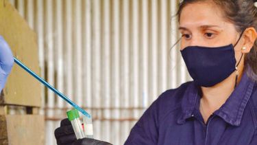 La guía para el diagnóstico en bovinos fue generado por el Centro Regional Buenos Aires Sur del INTA.