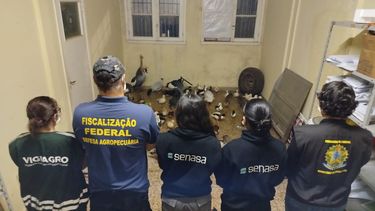 Aves incautadas durante el operativo fronterizo del Senasa