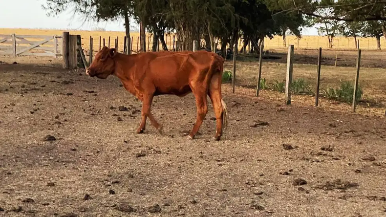 Sequía. La falta de lluvias en la zona afectó gravemente la disponibiliad de pasturas y fuentes de agua.