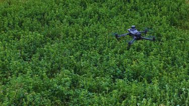 La inteligencia artificial permite detectar malezas en cultivos de alfalfa.