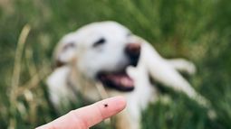 Las garrapatas en los perros multiplican su presencia en el ambiente Las garrapatas en los perros multiplican su presencia en el ambiente