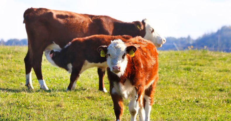 calf 4574873_1920.jpg