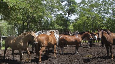 El clave implementar estrategias para proteger a los equinos del estrés calórico.