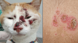 Los felinos infectados pueden transmitir el hongo a humanos por arañazos o mordeduras. Los felinos infectados pueden transmitir el hongo a humanos por arañazos o mordeduras.