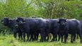 La producción bubalina es una oportunidad donde la ganadería bovina enfrenta desafíos.