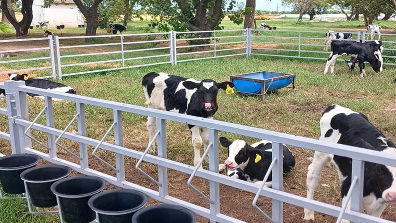 La crianza colectiva de terneros promueve más consumo de alimento, ganancia de peso, sociabilización y menos estrés.