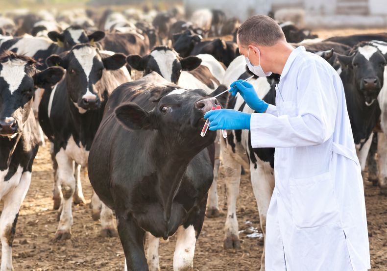 Influenza aviar en bovinos: El foco de la prevención está puesto en la bioseguridad.