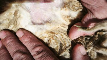 La sarna ovina, una de las principales preocupaciones de los ganaderos de la Patagonia.