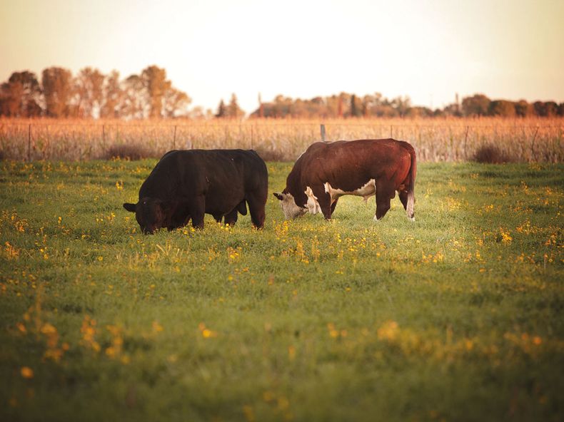 BienestarAnimal _gentileza SENASA_.jpg