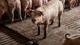 Europa en alerta por la sanidad de los porcinos ante un nuevo parvovirus que amenaza la producción.
