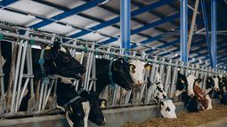 El tambo robotizado, medido bajo la lupa técnica. El tambo robotizado, medido bajo la lupa técnica.