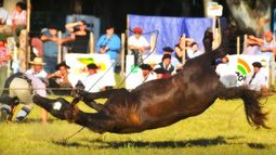 Rechazo profesional al maltrato de equinos. Rechazo profesional al maltrato de equinos.