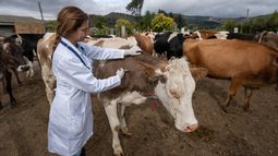 OMSA impulsa la prevención de enfermedades con un enfoque en la vacunación. OMSA impulsa la prevención de enfermedades con un enfoque en la vacunación.