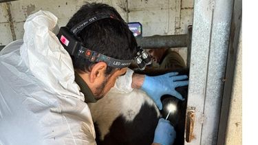 Tuberculosis bovina. La precisión en la maniobra veterinaria es crítica.
