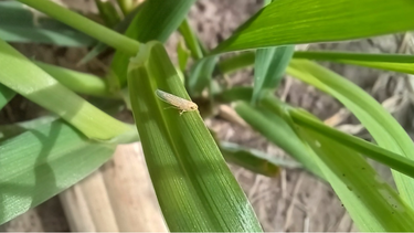 Es momento de monitorear tanto las trampas para la chicharrita como los cultivos.