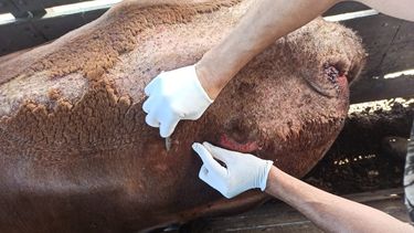El diagnóstico temprano de la sarna bovina y su inmediato abordaje es esencial para su control.