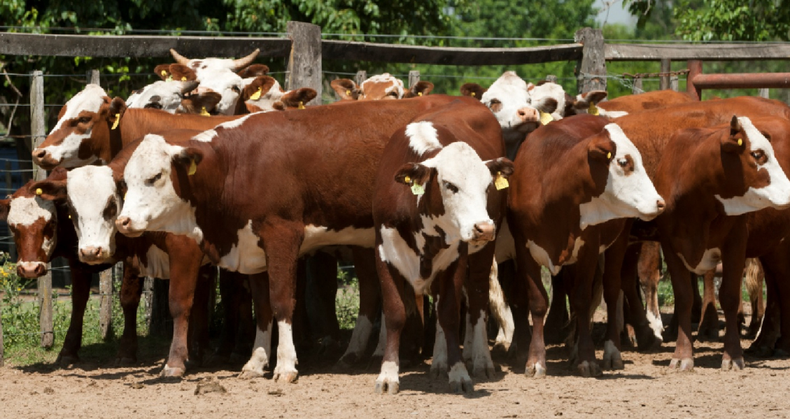 Senasa constató que los bovinos estén en óptimas condiciones sanitarias y que tengan caravana oficial.