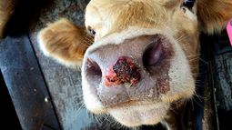 Brote de fiebre aftosa reconfigura el mapa sanitario en Sudáfrica. Brote de fiebre aftosa reconfigura el mapa sanitario en Sudáfrica.