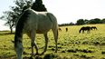 La Encefalomielitis Equina se transmite a través de la picadura de mosquitos infectados que actúan como vectores, principalmente en áreas rurales.