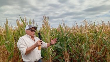 El maíz petiso potencia la eficiencia de la producción animal.