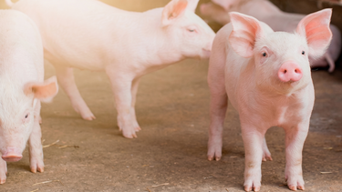 La sanidad intestinal es un factor decisivo en la producción porcina.