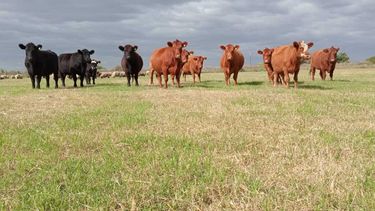 Motivar | lluvia bullsynch.jpg