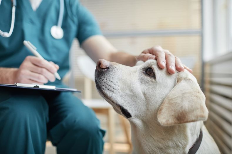 De la mano de CHEMOVET, La oncología veterinaria gana un aliado digital.