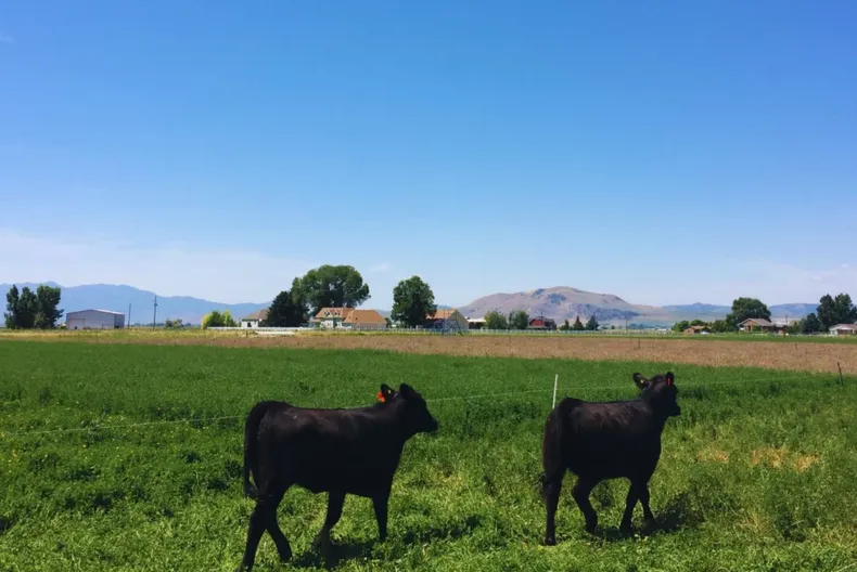 La carne pastoril gana protagonismo por su calidad nutricional