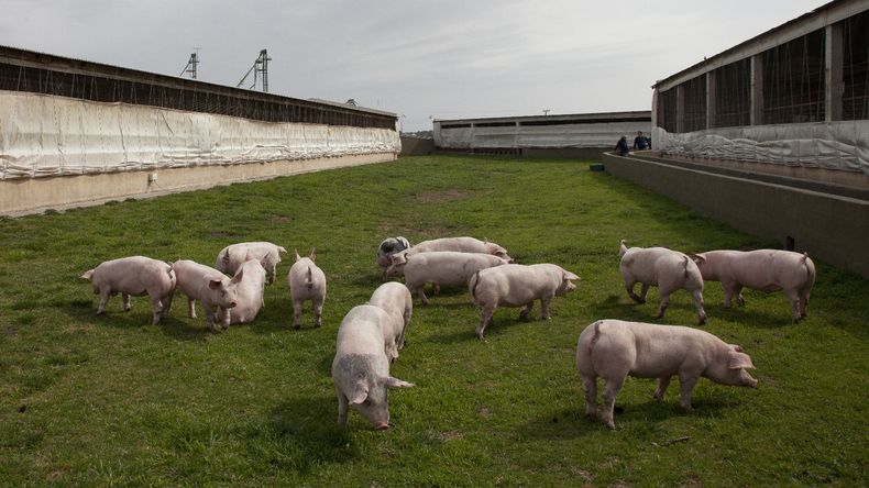 La clave es mejorar la sanidad animal y el bienestar en la producción porcina.