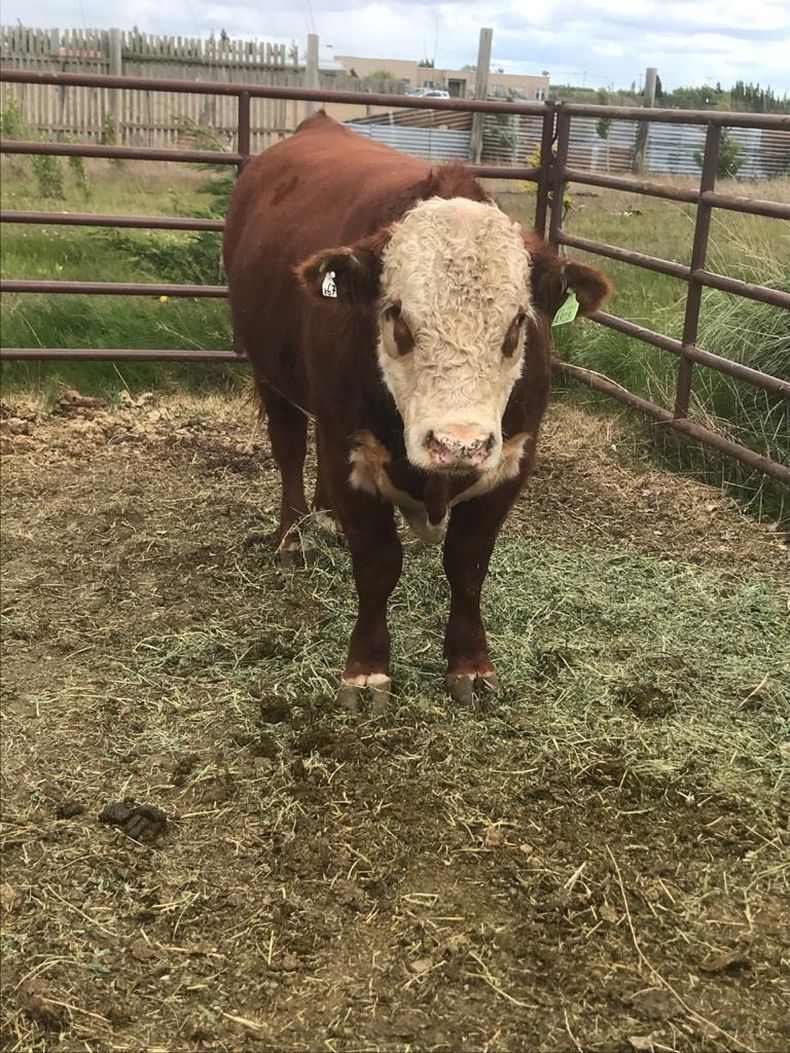 21 01 08_genetica_a_chile_1_2.jpeg