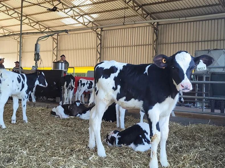 En promedio, cada tambo tuvo 167 vacas en diciembre.