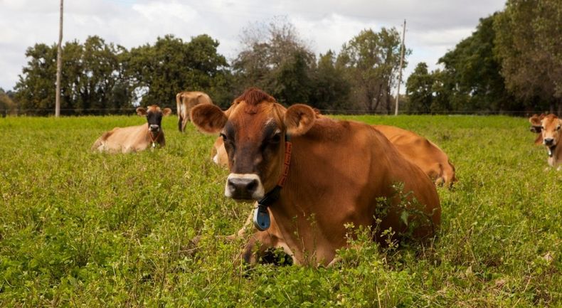 La actualización del plan de Brucelosis Bovina entrará en vigencia dentro de 60 días.
