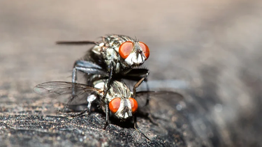 Influenza aviar. Investigadores de la Universidad de Kyushu, Japón, ha revelado un vector inesperado: las moscas azules.