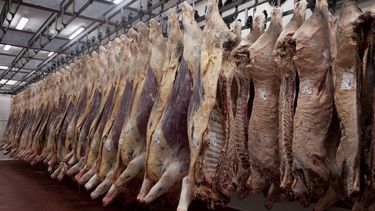 La faena de bovinos de enero de 2024 se incrementó en 76,3 mil cabezas con respecto a diciembre.