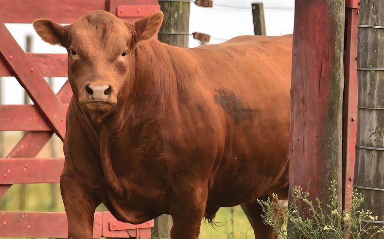 Esta raza bovina no es una moda ni una promesa: es una realidad genética, productiva y comercial.