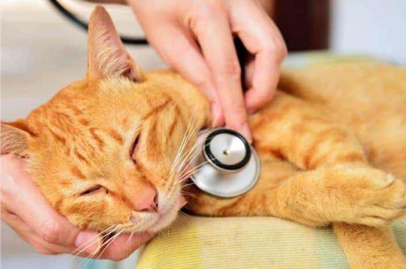 AAMeFe fomenta la medicina comportamental en la práctica diaria.