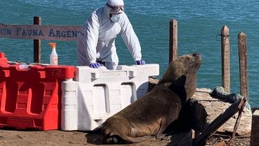 Zoonosis. La influenza aviar arrasó con mil lobos marinos en el gran brote de 2023.