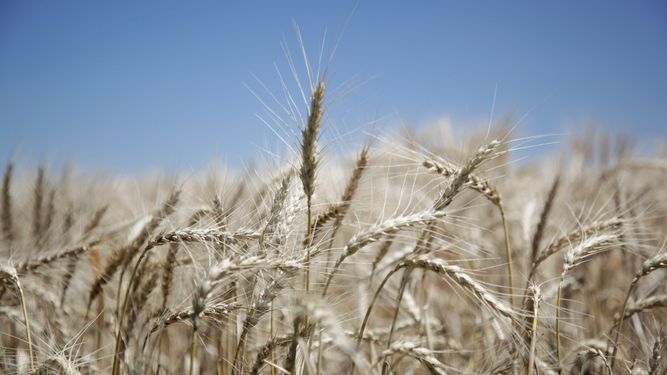 Para la campaña 2023/24 se prevé una cosecha total de 15,5 millones de toneladas de trigo en Argentina.