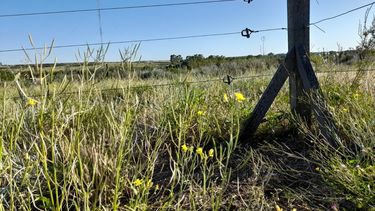 Según el INTA, el valor total del alambrado, medido en kilos de novillo, se reduce hasta un 25% si se lo compara frente al 2023.