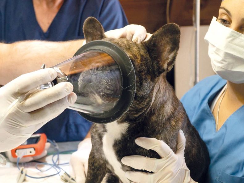 Con el foco en el bienestar animal.&nbsp;