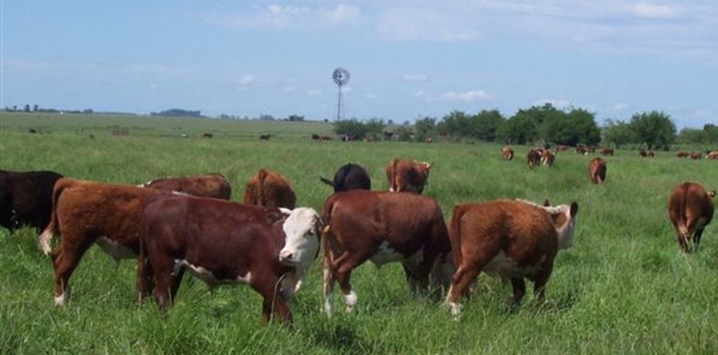 El objetivo es asistir técnicamente a losproductores para que implementen el protocolo de bienestar animal en susestablecimientos productivos.
