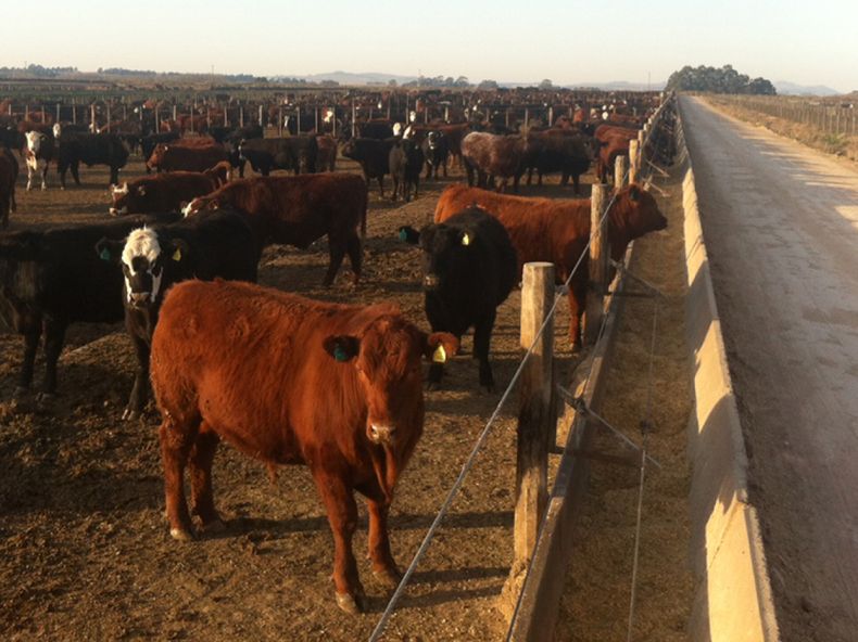 Para prevenir neumonías en feedlot, es clave aplicar un plan sanitario, un buen manejo y acondicionar los corrales.