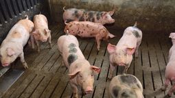 El último brote de peste porcina clásica en Brasil se registró en cerdos de traspatio. El último brote de peste porcina clásica en Brasil se registró en cerdos de traspatio.