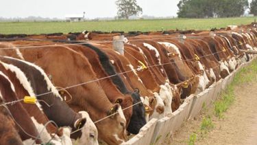 Según Rosgan, el feedlot está operando a niveles nunca antes vistos.