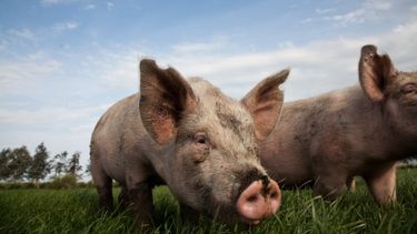 Senasa brindó una charla con pautas de prevención de triquinosis&nbsp; para las granjas porcinas.