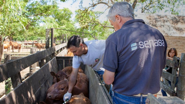 El 11 de marzo se dará inicio a esta primera etapa de vacunación contra la fiebre aftosa.