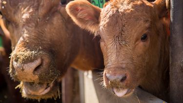 El manejo del estrés calórico en ganadería requiere de estrategias y buen criterio.
